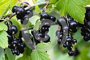 Bush of black currant with ripe bunches of berries and leaves on natural green background