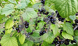 Bush of blackcurrant - black and sweet berries