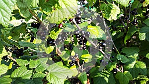 Bush with blackcurrant in the garden