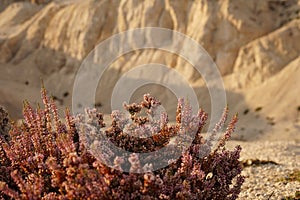 Flowering plant in the desert