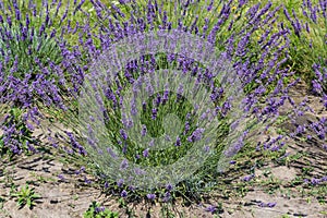 Bush of blooming lavender on a field in sunny day