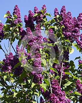 A bush of blooming lilac on the background of blue sky.