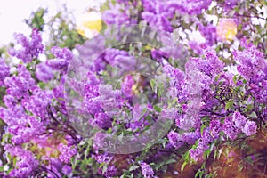 Bush of blooming lilac flower in spring garden. Beautiful nature background