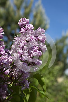 Bush blooming lilac, varieties Syringa vulgaris, with green leaves in the garden
