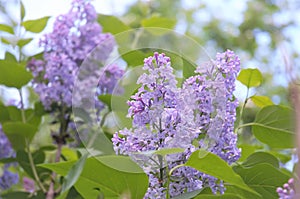 bush of blooming lilacs in spring, lilac blooming flowers