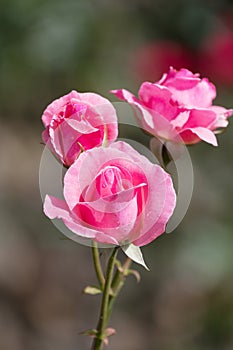 Bush blooming pink roses