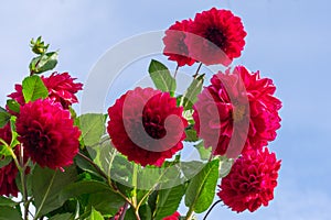 Bush of blooming red colored dahlia flowers with many delicate fragile petals on blue sky background in countryside garden. Cultiv