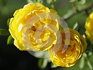 Bush with blooming yellow rose buds