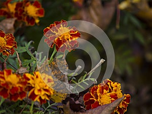 Bush blooms red-yellow marigold tagetes in the garden
