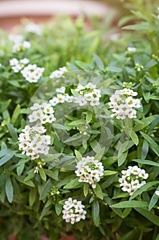 Bush blossom Alyssum maritimum, common name sweet alison , plant photo