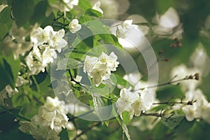 Bush of blossoming jasmine, selective soft focus