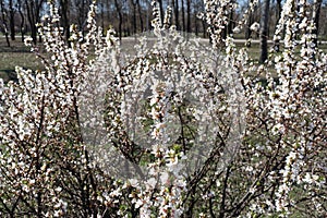 Bush of blossoming prunus tomentosa