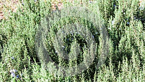 Bush of blossoming rosemary