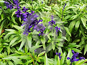 A bush of blue flowers Lavandula