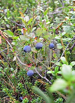 Bush blueberries with ripe purple berries among thickets of wild rosemary marsh, creeping crowberry and dwarf polar birch
