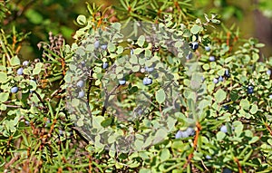 Bush blueberry, Northern forest