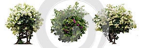 Bush of bougainvillea with on isolated white background.