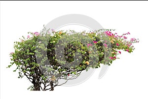 Bush of bougainvillea with on isolated white background.