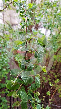 Bush branch with fresh green reen leaves