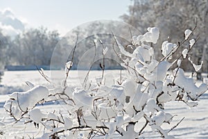Bush branches are covered with fresh snow on a sunny day against a blurred background of the park