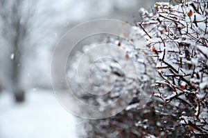 Bush branches covered with snow on storm day.