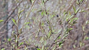 Bush branches with fresh leaves waving by breeze. Young nature waking up at spring time with shrub branches full of buds
