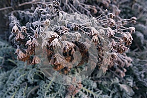 Bush branches in hoarfrost