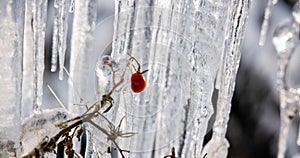 Bush branches and leaves covered with ice. Winter scene. Snow and rime ice on the branches of bushes