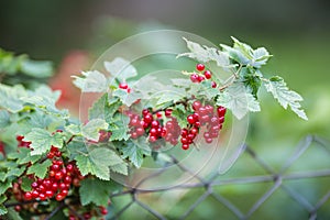 Bush and branches with red currants in garden