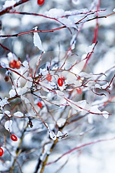 Bush branches with red rose hips in the winter garden covered wi