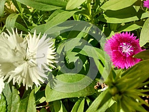 A bush with brasilian flowers and sunshine