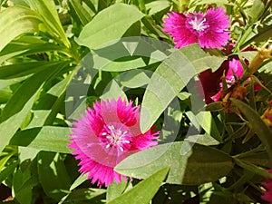 A bush with brasilian flowers and sunshine