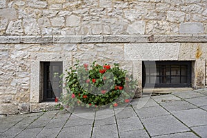 Bush with bright red flowers on the street with a stone wall and basement windows