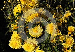 a bush of bright yellow chrysanthemums blooms in the garden under the evening autumn sun