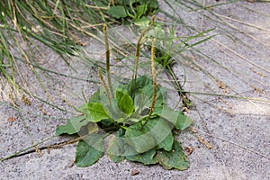 Broadleaf plantain with spikes on stems growing in concrete crack photo