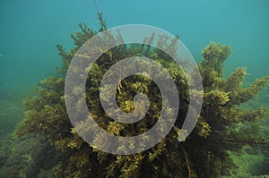 Bush of brown sea weeds