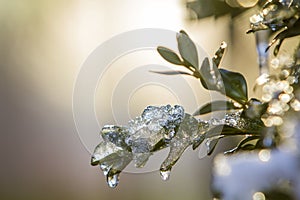 Bush brunch with small wet green leaves covered with ice and han