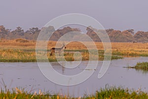 Bush Buck in the savanna of Moremi game reserve in Botswana in the okavango delta in afrika