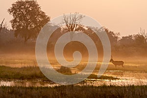 Bush Buck during sun down in the savanna of Moremi game reserve in Botswana in the okavango delta in afrika