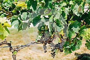 A bush with bunches of ripe blue grapes in green leaves on a sunny day.