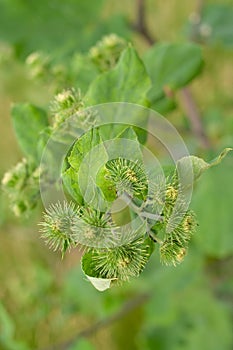 Bush of a burdock