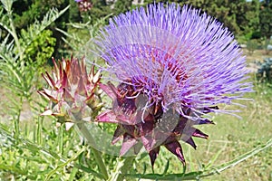 Bush of a burdock