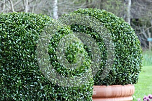 Bush Buxus (Buxus)