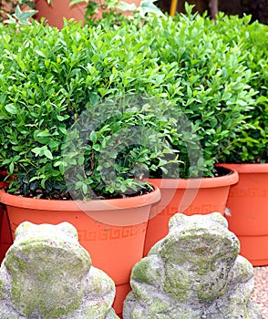 Bush Buxus (Buxus)