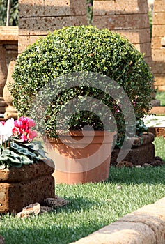 Bush Buxus in the pot