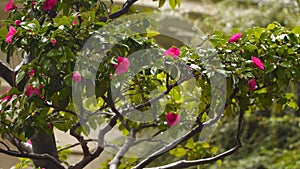 Bush camellia in the rain