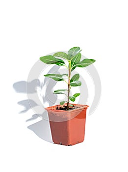 Bush Catharanthus in a flower pot on a white background. close-up