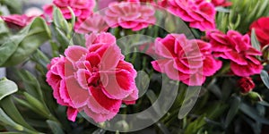 Bush of cerise pink Dianthus caryophyllus of Caryophyllaceae in garden,sunny day