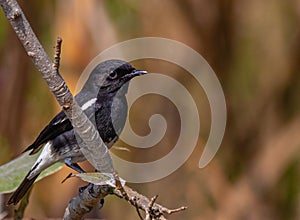 A bush Chat