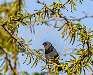 A bush Chat